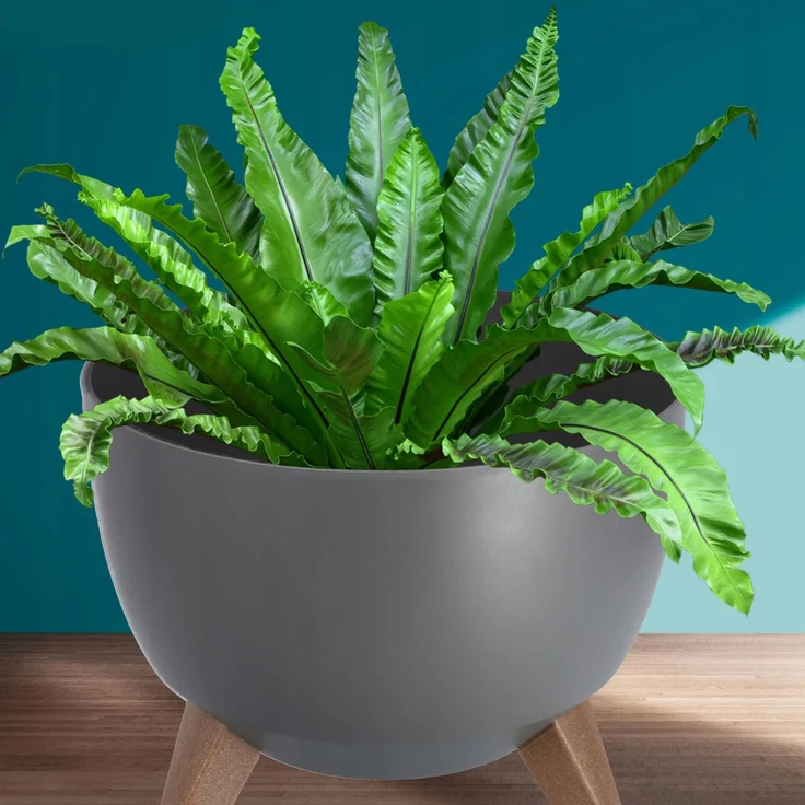 KADAX Blumentopf-Abdeckeinsatz 29cm Anthrazit 2 Stk – Bild 8