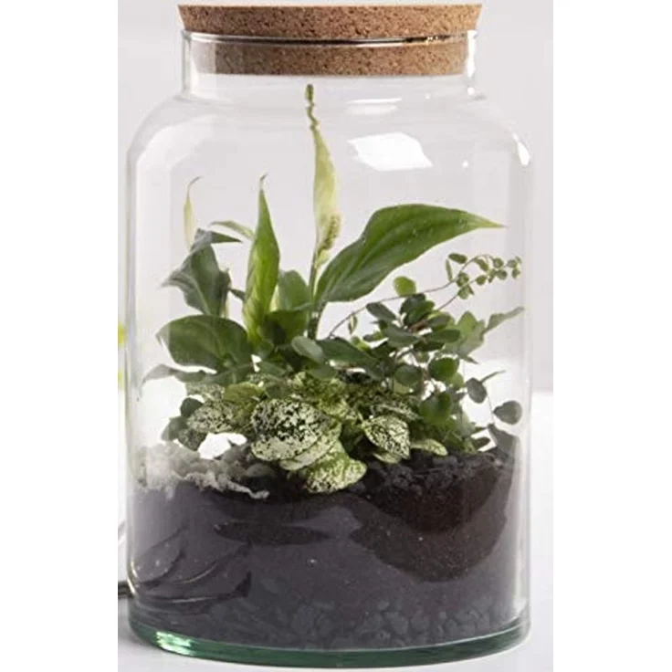 Halboffene 7L Terrarium Flasche aus recyceltem Glas mit Korkverschluss – Bild 1