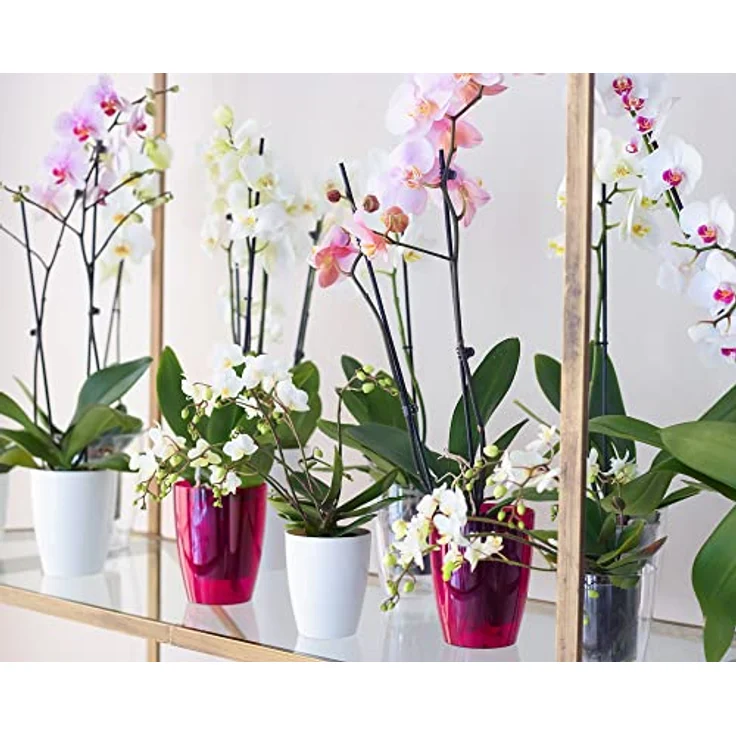 Artevasi Orchideentopf Fiji, Kunststofftopf für optimale Orchideenpflege, 12,5 x 15 cm, Weiß – Bild 3