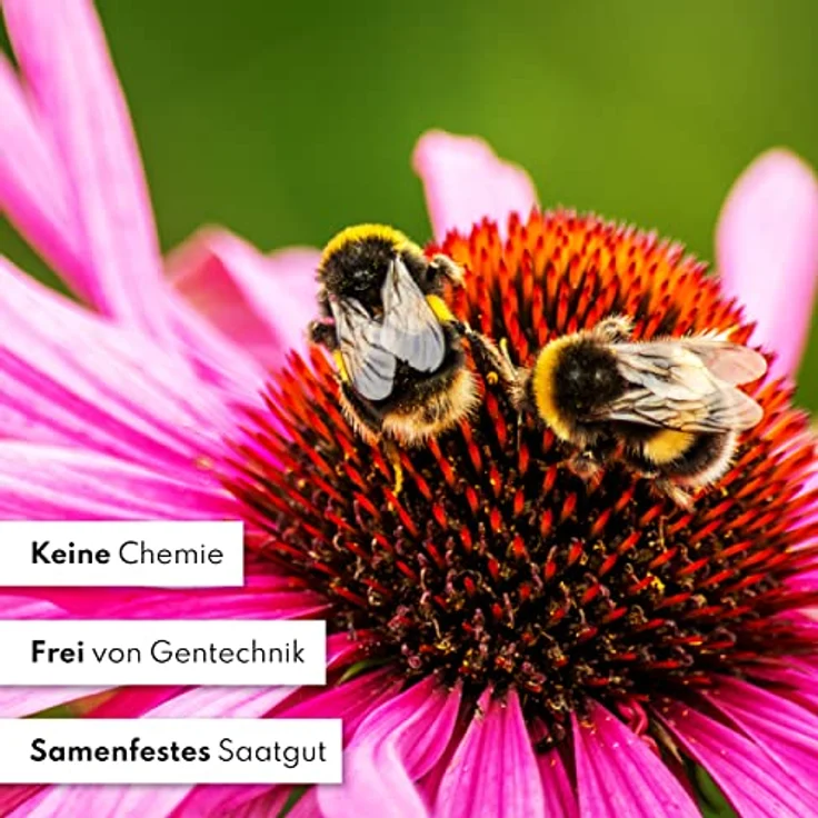 Blumen Samen Set - 10 bunte Blumensamen Sorten für den Garten oder Balkon, die Bienenweide und Wildblumenwiese - Blumenwiese Samen - bunte Wildblumensamen Mischung – Bild 8