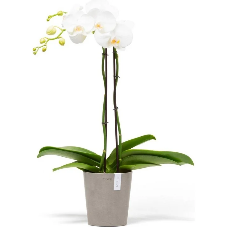 ECOPOTS Blumentopf Morinda Orchidee 14 Taupe, für den Innenbereich – Bild 2