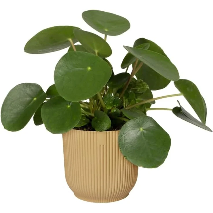 elho Vibes Fold Rund 14 Pflanzentopf - Blumentopf für Innen - 100% recyceltem Plastik - Ø 14.1 x H 12.9 cm - Gelb/Buttergelb – Bild 3
