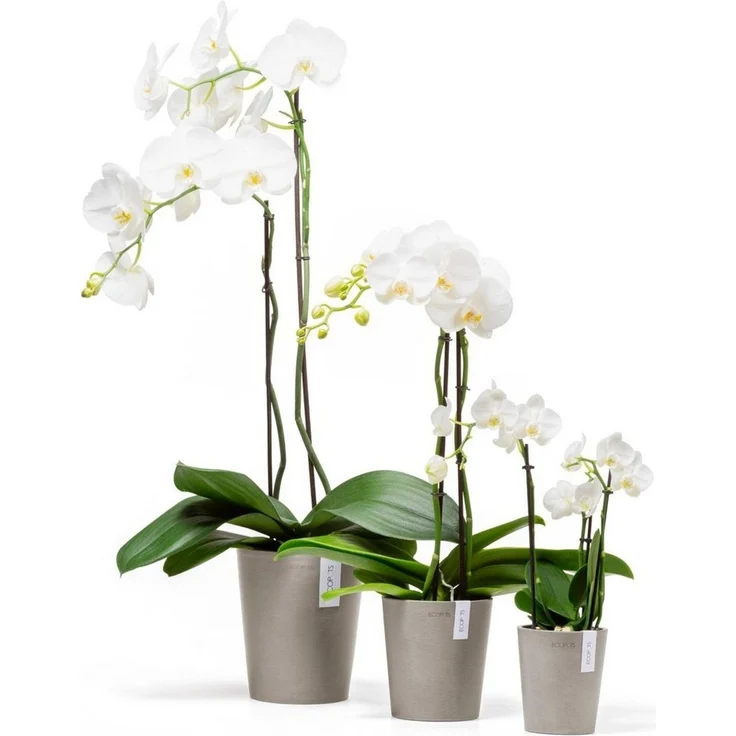 ECOPOTS Blumentopf Morinda Orchidee 14 Taupe, für den Innenbereich – Bild 3