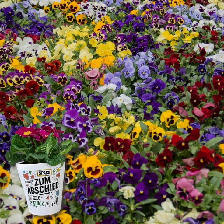 speecheese Blumentopf Wünsche Zum Abschied Blumentopf für Kollegen und Freunde – Bild 6