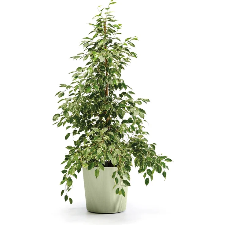 Bl.-Topf FYRE 35cm oasi – Bild 2