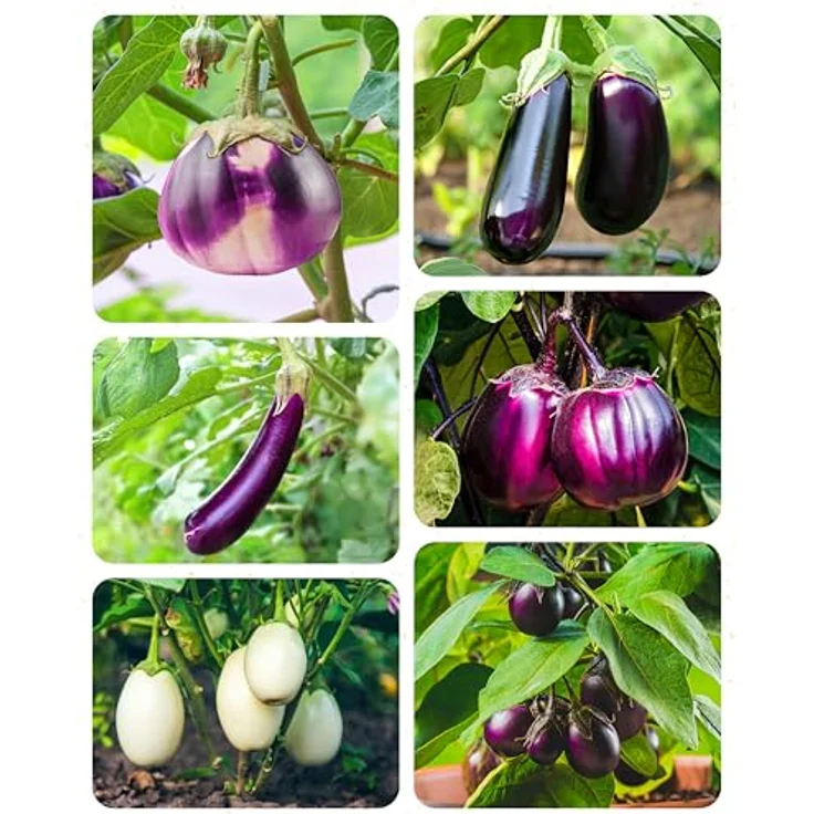 ZenGreens® - Bio Auberginensamen im 6er Set - 6 Aubergine Samen für den einfachen Anbau im Garten, Balkon oder Hochbeet - Pflanzensamen - Saatgut – Bild 10