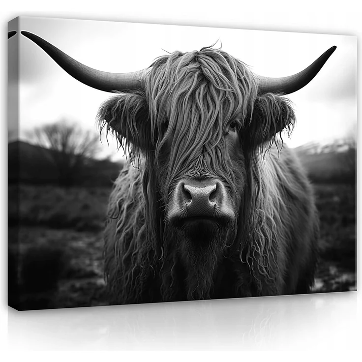 Wallarena Leinwandbild Schottisches Hochlandrind Grau Kuh Highland Schwarz Weiß Wandbilder, Schwarzweiss (Einteilig, 1 St), Bilder Klein Wohnzimmer Schlafzimmer Küche Wandbild Wand Deko 40x30