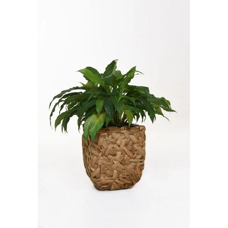 VIVANNO Pflanzkübel Wasserhyazinthe WILD Würfel, Natur Geflochten 25x25x30 cm – Bild 2