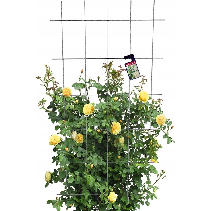 KADAX Gartenspalier für Blumen für Kletterpflanzen 75x150 – Bild 5