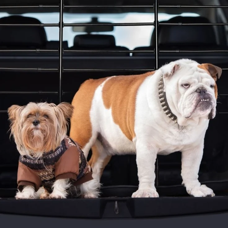 Hundegitter Auto – Bild 5