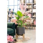 finestgreen Pflanzkübel Patt Feet Low