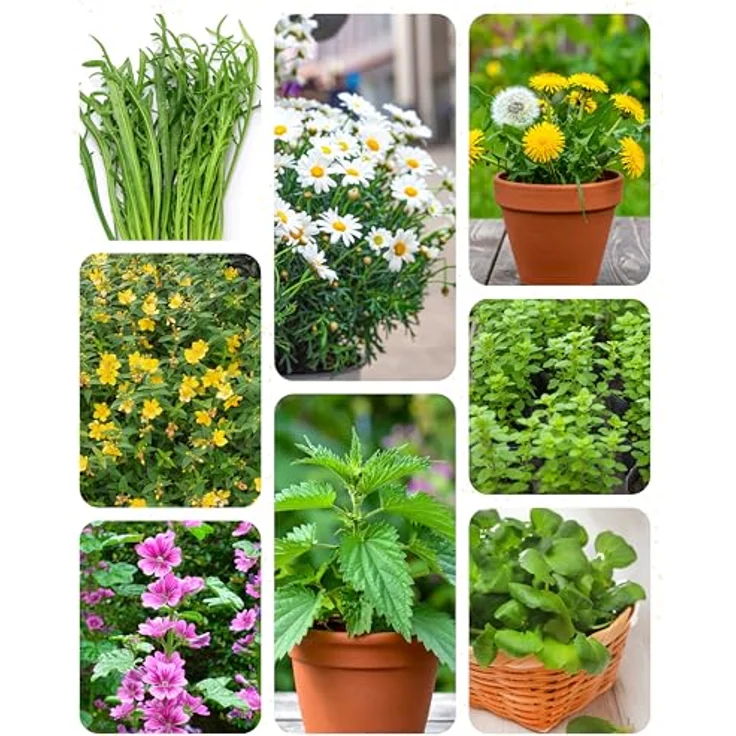 ZenGreens® - Bio Wildkräutersamen im 8er Set - 8 Wildkräuter Samen für den einfachen Anbau im Garten, Balkon oder Hochbeet - Pflanzensamen - Saatgut – Bild 11