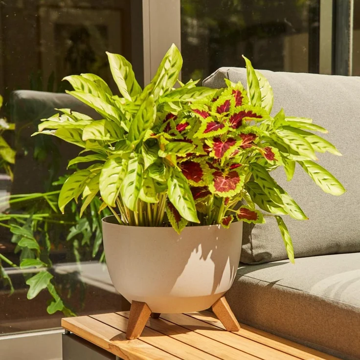 Siena Garden Pflanzgefäß OSLO, Kunststoff auf Füßen mit Einsatz creme 47 cm – Bild 6