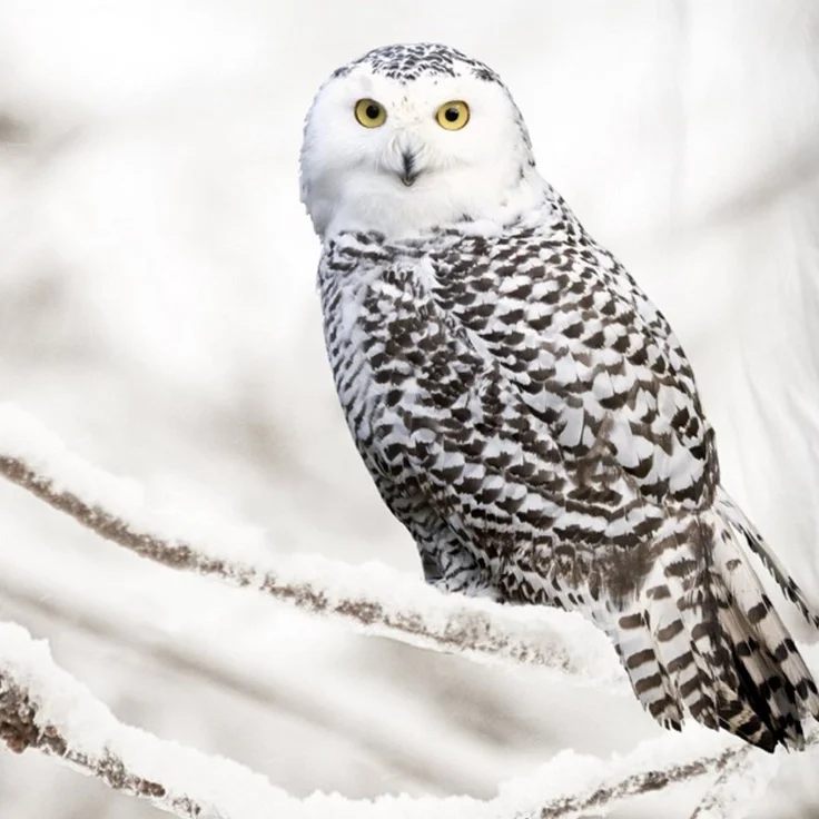 Good Morning Bettwäsche 6221 Snowy Owl White Flanell 135 x 200 + 80 x 80 cm – Bild 2