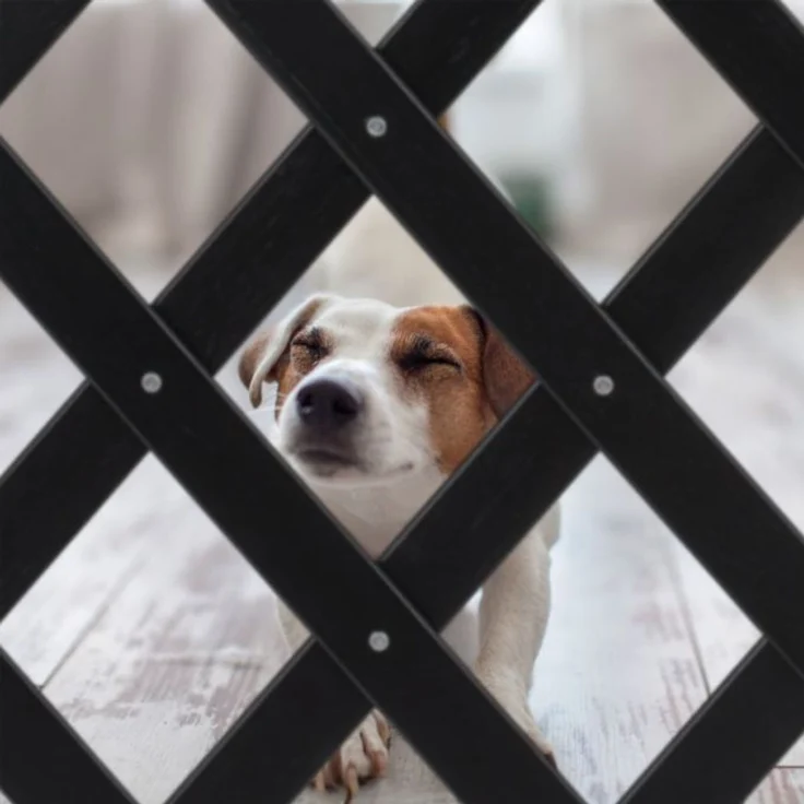Ausziehbares Hundeabsperrgitter schwarz – Bild 5
