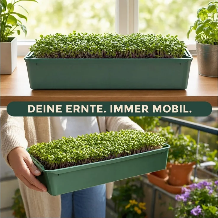 Hausfelder Pflanzschale Pikierschale, Anzuchtschale Grün, 32x58x11cm, 10 Sttück (10er Set, 10 St), als Pflanzwanne, Blumenkasten oder Anzuchtschale nutzbar – Bild 3