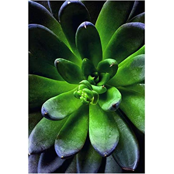 Komar Wandbild Succulent Single, hochwertiger Kunstdruck auf Premium-Poster Fotopapier, ohne Rahmen, 50 x 70 cm – Bild 1
