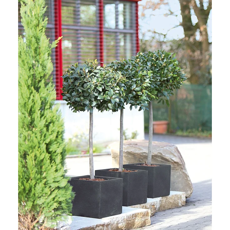 Geli Pflanztopf Kubus 80 x 30 x 27 cm anthrazit – Bild 2