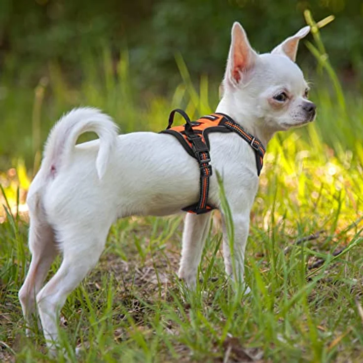 rabbitgoo Hundegeschirr Mittelgroße Hunde Anti Zug mit Griff, S, Orange | No Pull & Individuell Anpassbar, Atmungsaktiv Gepolstert, 2 D-Ringe, Schnellverschlüsse, Reflektierend für Gassi & Training – Bild 10