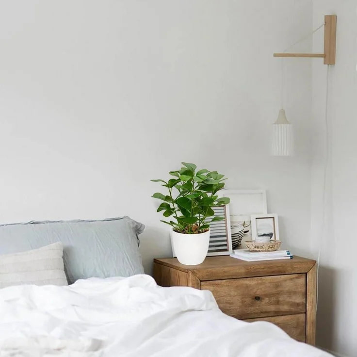 Kunstpflanze Ficus im Topf Dekopflanze für Fensterbank Badezimmer Grün – Bild 6