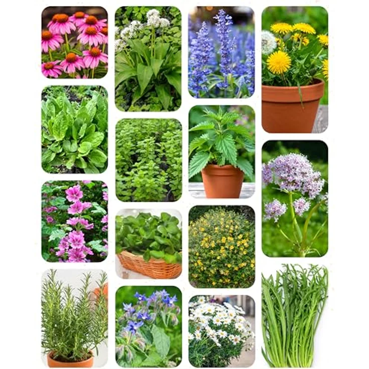 ZenGreens® - Bio Wildkräutersamen im 15er Set - 15 Wildkräuter Samen für den einfachen Anbau im Garten, Balkon oder Hochbeet - Pflanzensamen - Saatgut – Bild 11