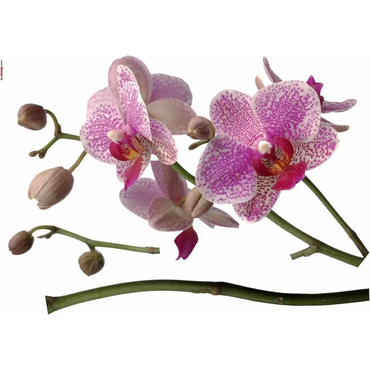 Deco-Sticker Orchidee