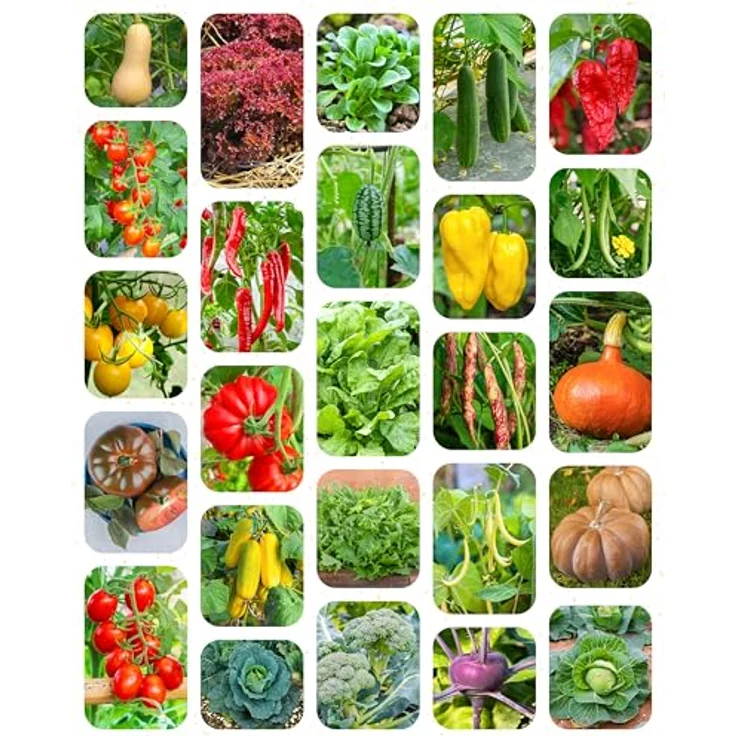 ZenGreens® - Bio Gemüsesamen im 50er Set - 50 Gemüse Samen für den einfachen Anbau im Garten, Balkon oder Hochbeet - Pflanzensamen - Saatgut – Bild 13