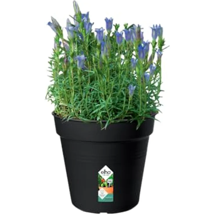 Elho Pflanztopf Green Basics Ø 17 x 16 cm schwarz – Bild 4