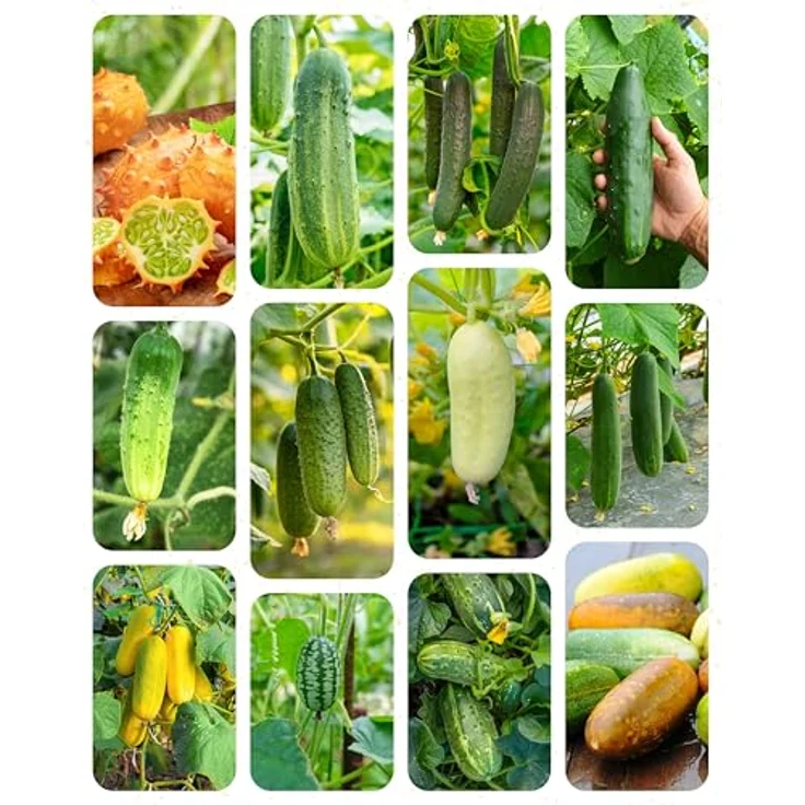 ZenGreens® - Bio Gurkensamen im 12er Set - 12 Gurken Samen für den einfachen Anbau im Garten, Balkon oder Hochbeet - Pflanzensamen - Saatgut – Bild 10