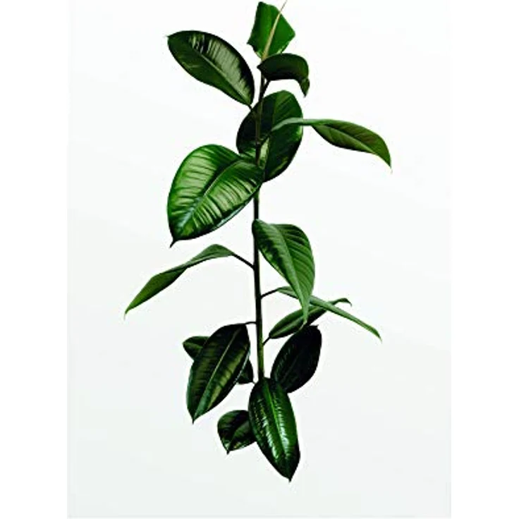 Komar Ficus Branch Wandbild, Hochwertiger Kunstdruck auf seidenmattem Fotopapier, Größe: 50 x 70 cm, ohne Rahmen, für Wohnzimmer und Schlafzimmer – Bild 1