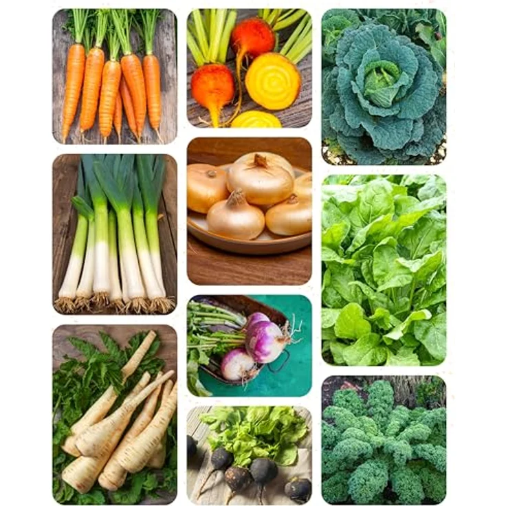 ZenGreens® - Bio Wintergemüsesamen im 10er Set - 10 Winter Gemüse Samen für den einfachen Anbau im Garten, Balkon oder Hochbeet - Pflanzensamen - Saatgut – Bild 11
