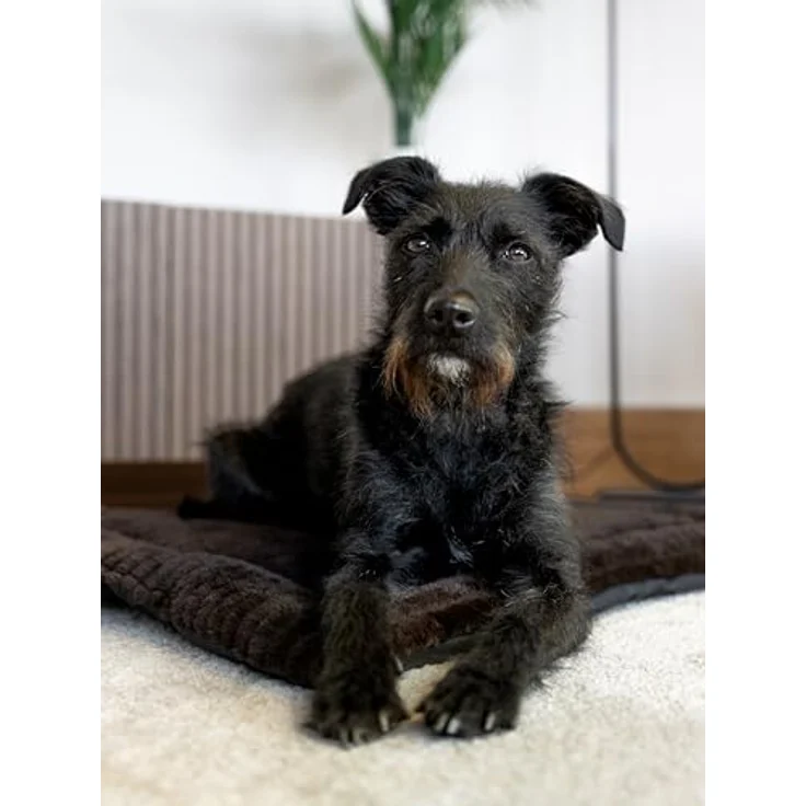 TrendPet Tierdecke Hundedecke "Harmony Flex", 100% Polyester, in 6 verschiedenen Größen erhältlich – Bild 6