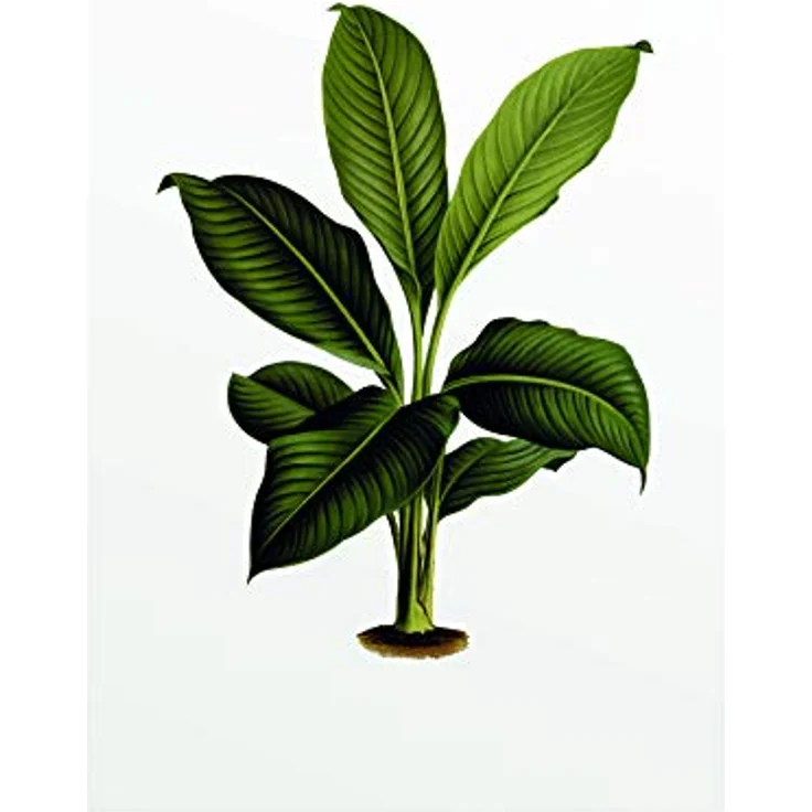 Komar Elastica Leaf, Wandbild aus Premium-Poster Fotopapier, 50 x 70 cm, fotorealistischer Kunstdruck ohne Rahmen, ideal für Wohnzimmer und Schlafzimmer, MADE IN GERMANY – Bild 1