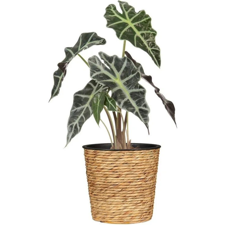 Scheurich Blumentopf Ø 30 cm Wasserhyazinte natur – Bild 2