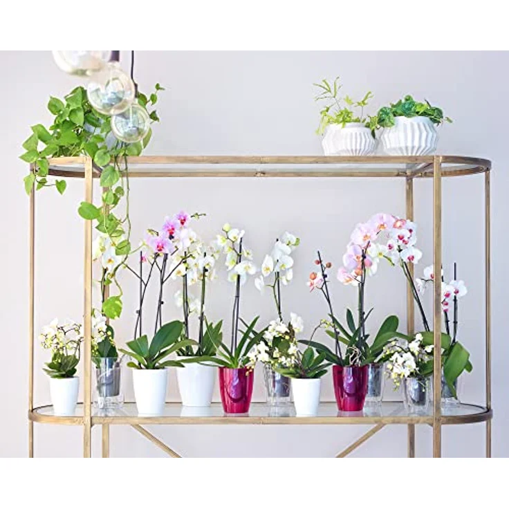 Artevasi Orchideentopf Fiji, Kunststofftopf für optimale Orchideenpflege, 12,5 x 15 cm, Weiß – Bild 5