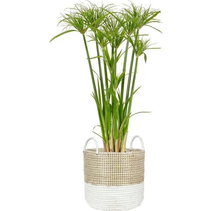 Scheurich Blumentopf nature white 27/515 – Bild 2