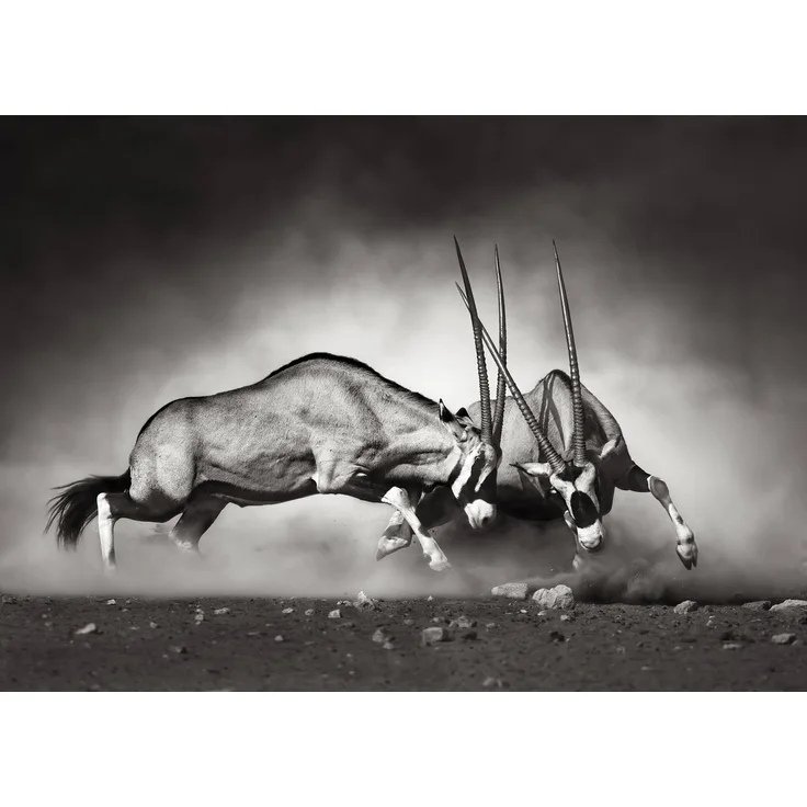 Leinwandbild Wildtiere Kampf Weiß Schwarz 70x50 DD123045 Wandbild Leinwand
