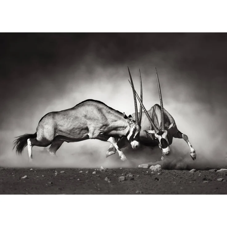 Leinwandbild Wildtiere Kampf Weiß Schwarz 70x50 DD123045 Wandbild Leinwand – Bild 1