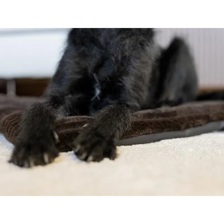 TrendPet Tierdecke Hundedecke "Harmony Flex", 100% Polyester, in 6 verschiedenen Größen erhältlich – Bild 8