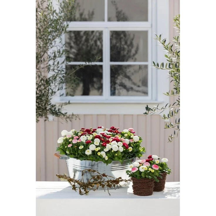 Dehner Blumentopf Pflanztöpfchen, Ø 37 cm, Höhe 15 cm, verzinkt – Bild 2