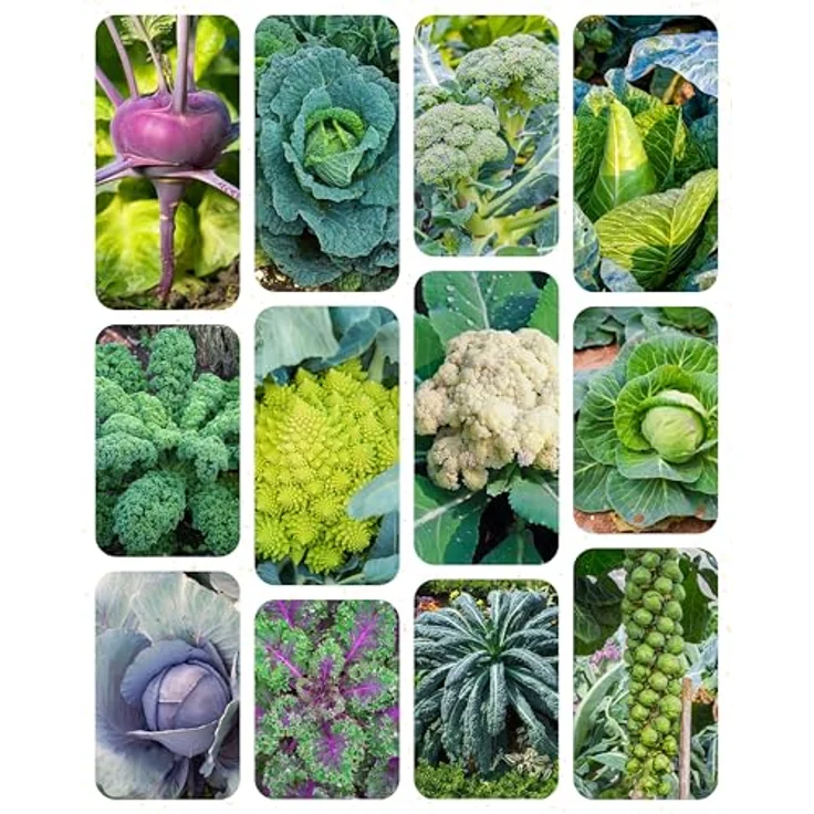 ZenGreens® - Bio Kohlgemüsesamen im 12er Set - 12 Kohl Gemüse Samen für den einfachen Anbau im Garten, Balkon oder Hochbeet - Pflanzensamen - Saatgut – Bild 11