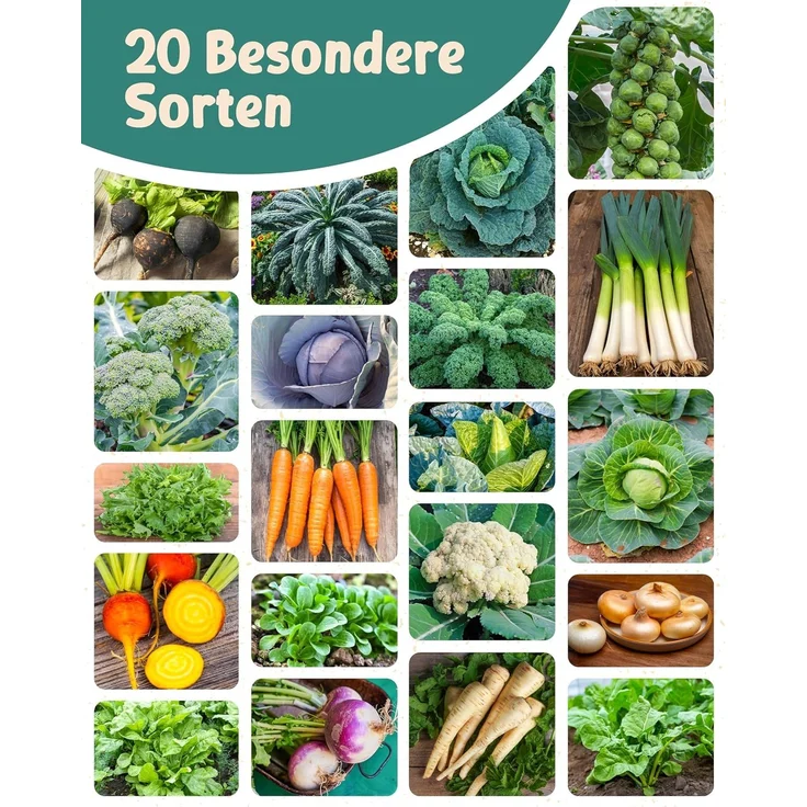 ZenGreens® - Bio Wintergemüsesamen im 20er Set - 20 Winter Gemüse Samen für den einfachen Anbau im Garten, Balkon oder Hochbeet - Pflanzensamen - Saatgut – Bild 6