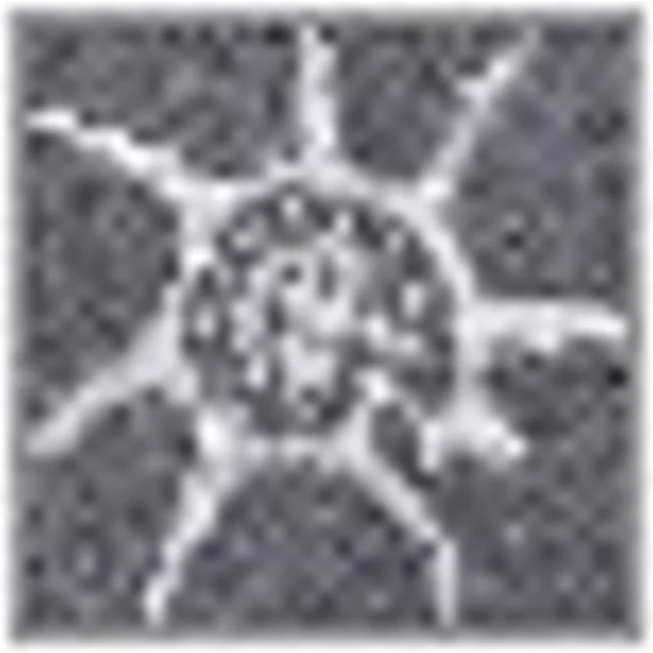Dyckhoff Badetuch Seashell, Walkfrottee (1-St), mit Muschelmuster – Bild 2