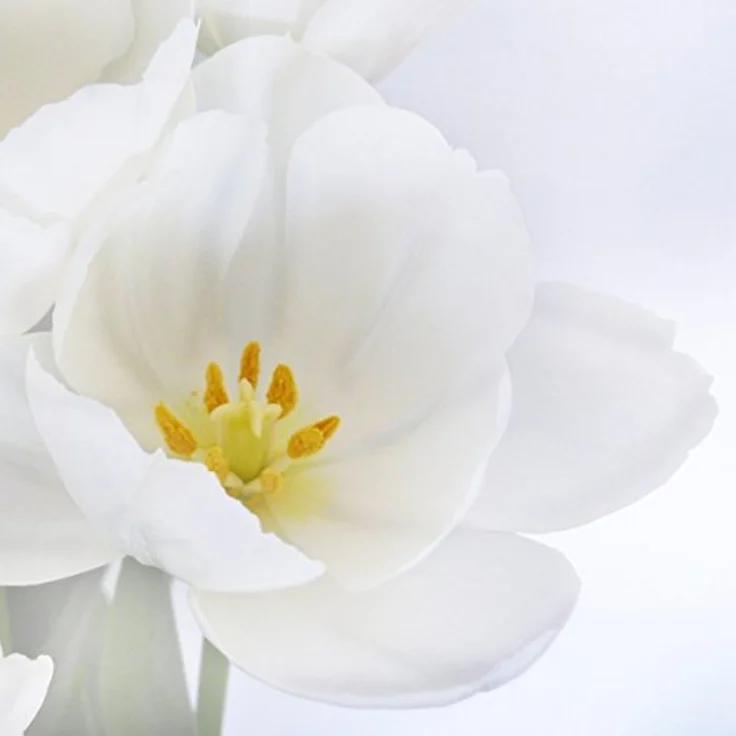 Foto-Paravent Paravent Raumteiler Trennwand M68 ~ 180x120cm, Orchidee – Bild 5
