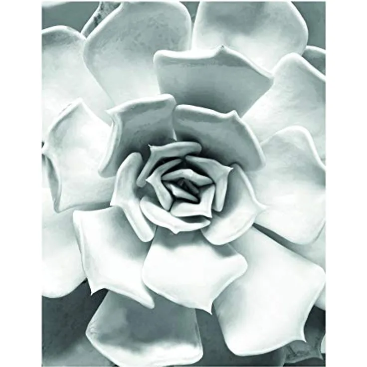 Komar Wandbild Succulent Closeup, Premium-Poster mit seidenmatter Oberfläche, 40 x 50 cm, ohne Rahmen, MADE IN GERMANY