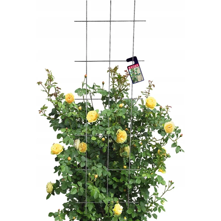 KADAX Gartenspalier für Blumen für Kletterpflanzen 45x150 – Bild 5