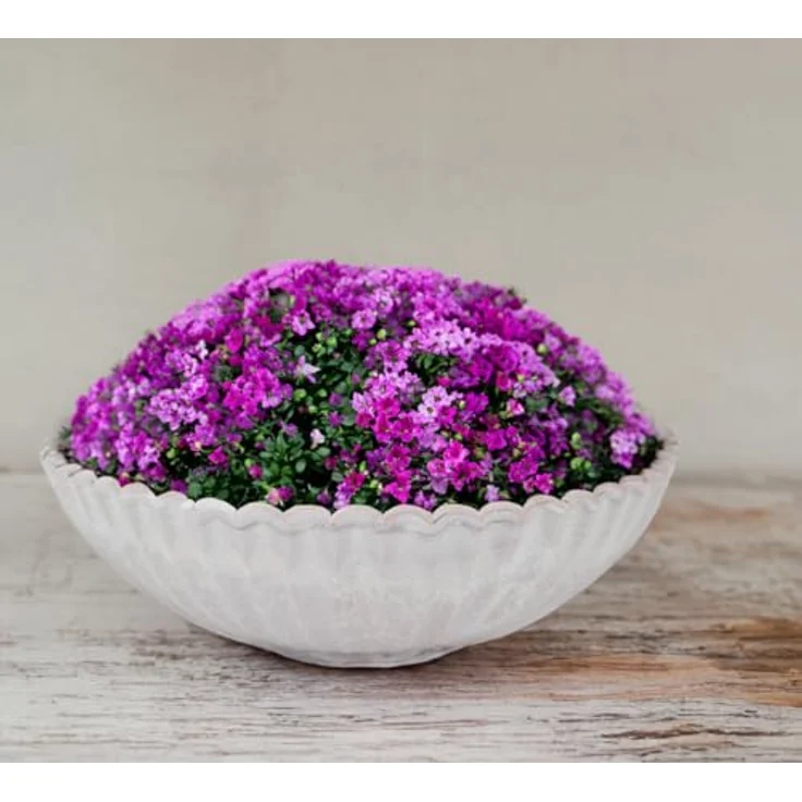 matches21 HOME & HOBBY Blumentopf Dekoschale runde Pflanzschale für draussen grau marmoriert 22 cm (1 St), Blumen-Schale als wetterfeste Friedhof-Schale Grab-Schmuck Grabschale – Bild 4