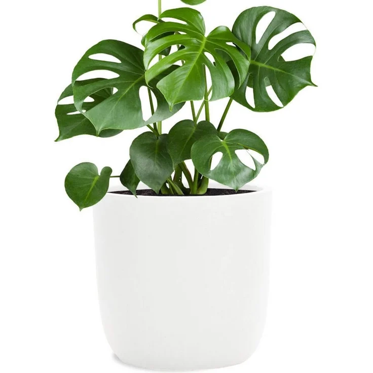Pflanzwerk® Pflanzkübel CUP Premium Fiberglas Blumenkübel Frostbeständig mit Lotus-Effekt, Lotus-Effekt - Handgefertigt - Rund - Frostbeständig – Bild 1