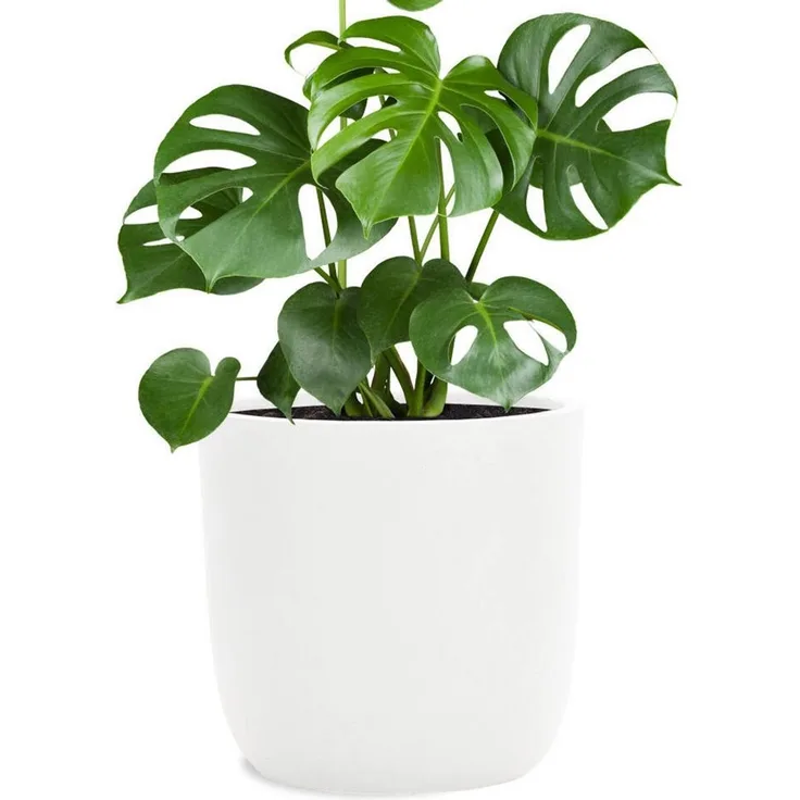 Pflanzwerk® Pflanzkübel CUP Premium Fiberglas Blumenkübel Frostbeständig mit Lotus-Effekt, Lotus-Effekt - Handgefertigt - Rund - Frostbeständig