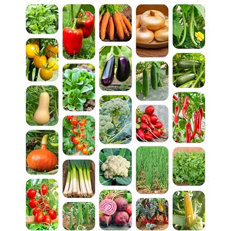 ZenGreens® - Bio Gemüsesamen im 25er Set - 25 Gemüse Samen für den einfachen Anbau im Garten, Balkon oder Hochbeet - Pflanzensamen - Saatgut – Bild 11